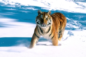 Majestic Grace, Siberian Tiger184435183 300x200 - Majestic Grace, Siberian Tiger - Tiger, Siberian, Majestic, Grace, Bengal